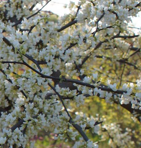 Pink Pom Poms Redbud - Cercis