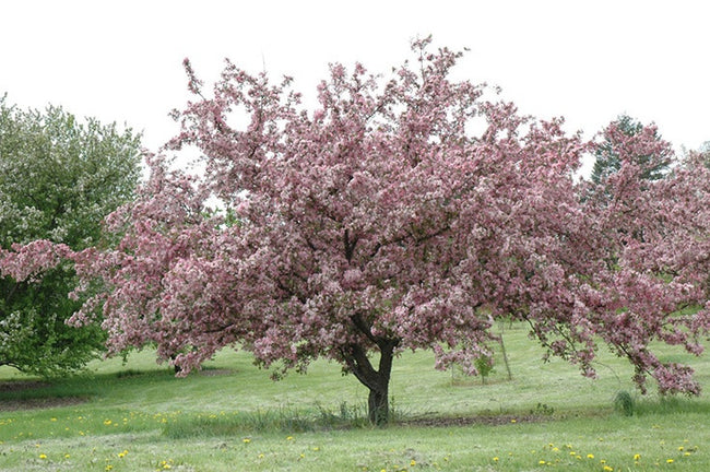 Robinson Crabapple Tree