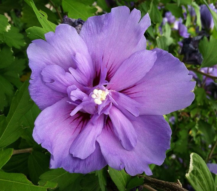 Purple Rose of Sharon (Double Bloom)
