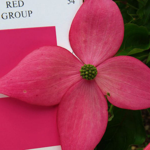 Scarlet Fire® Kousa Dogwood
