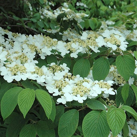 Viburnum 'Shasta'