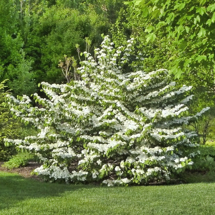 Viburnum 'Shasta'