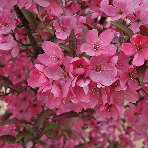 Show Time™ Crabapple