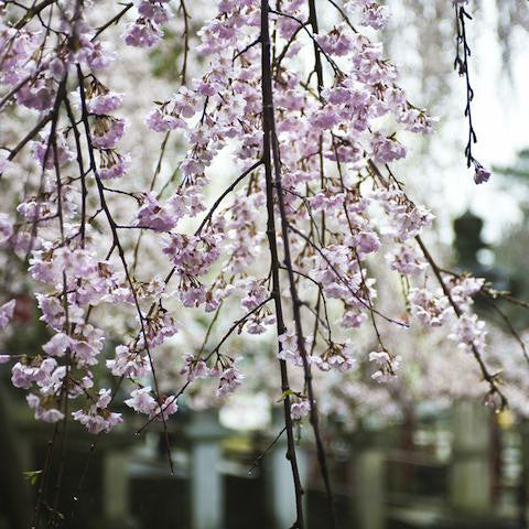 Snow Fountains® Weeping Cherry Tree