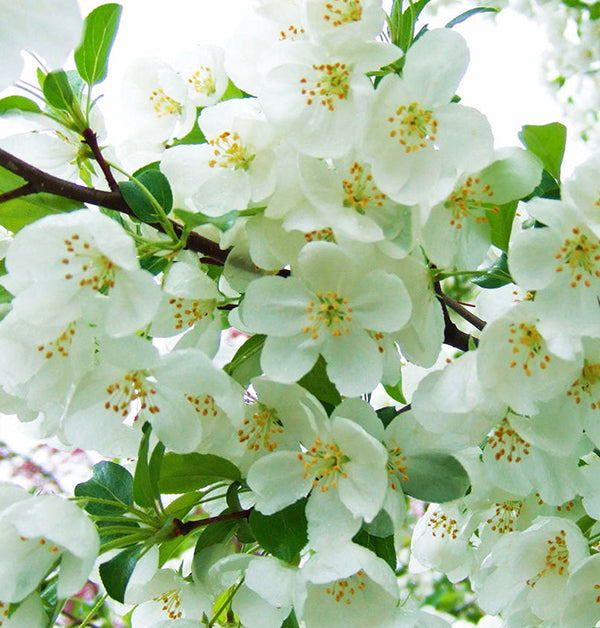 Snowdrift Tree Snowdrift Crabapple – New Blooms Nursery