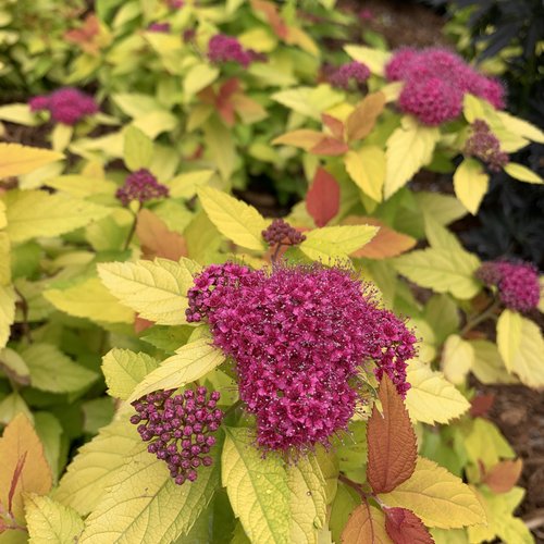 Spirea Double Play® Candy Corn®