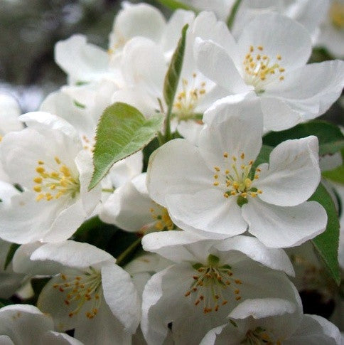 Spring Snow Crabapple