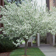 Spring Snow Crabapple