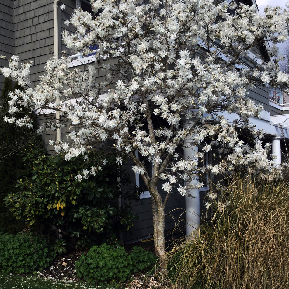 Royal Star Magnolia Tree