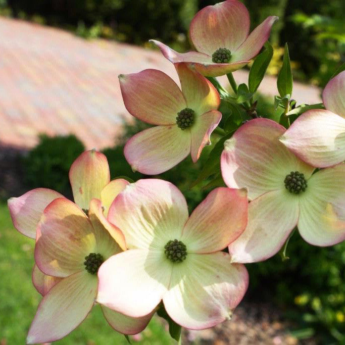 Stellar Pink Dogwood Blooms