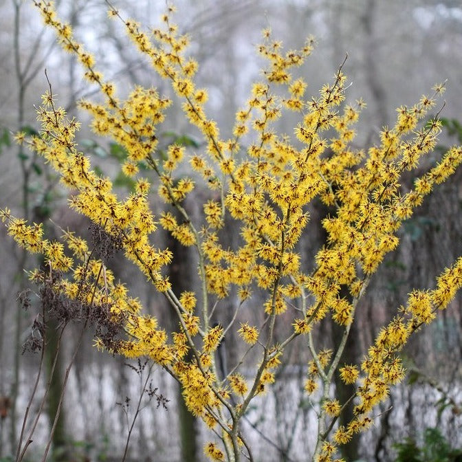 Sunburst Witch Hazel