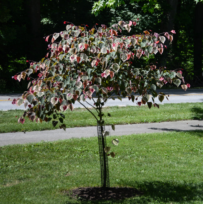 Carolina Sweetheart Redbud