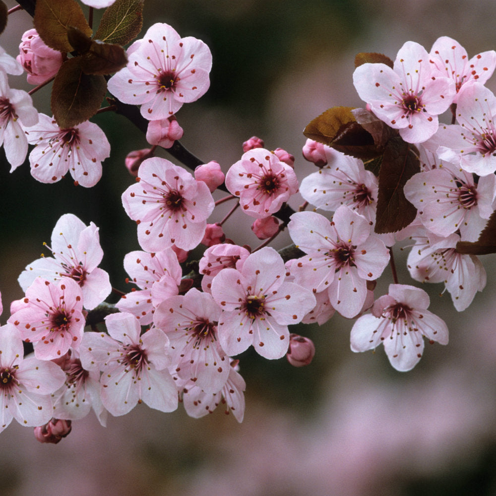 Thunder cloud plum blooms pink white red