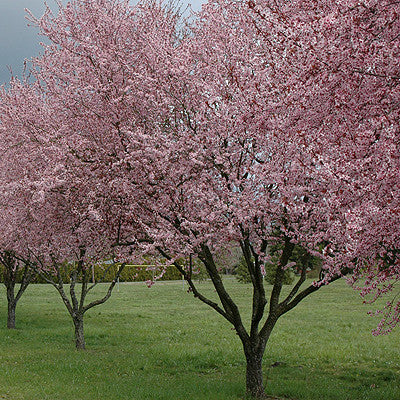 Thunder cloud plum blooms pink white