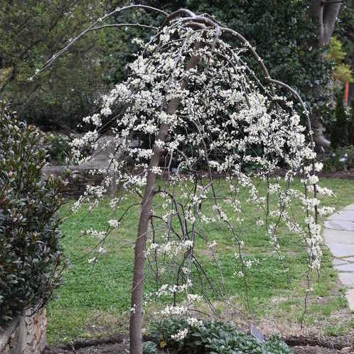 Vanilla Twist Redbud - Cercis Candensis