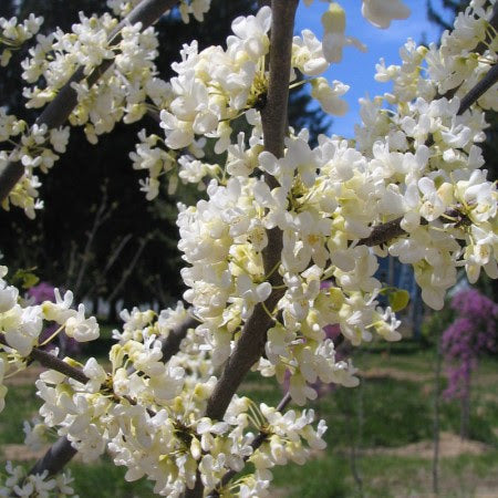 Vanilla Twist Redbud - Cercis Candensis