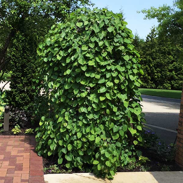 Vanilla Twist Redbud - Cercis Candensis