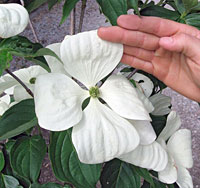 Venus® Dogwood - Cornus Kousa