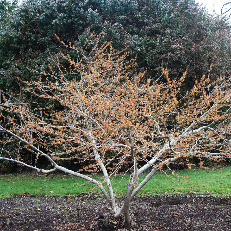 Vernalis Witch Hazel