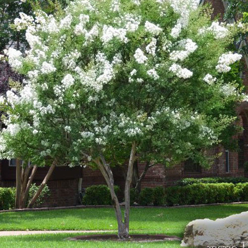 Natchez White Crape Myrtle Tree
