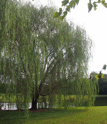 Weeping Willow Tree