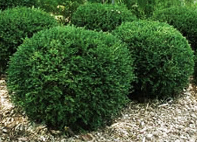 Wintergreen Boxwood