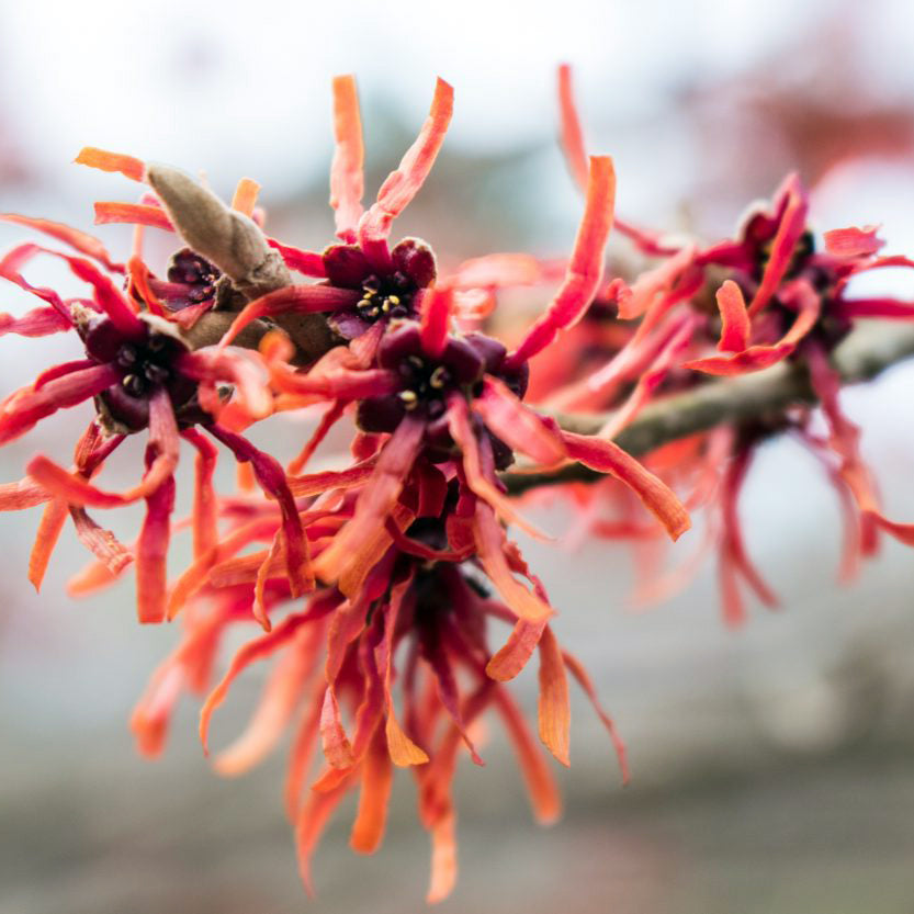 Diane Witch Hazel