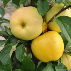 Golden Delicious Apple Tree