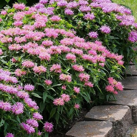 Monarda Bee-You Bee Lieve - Bee Balm – New Blooms Nursery